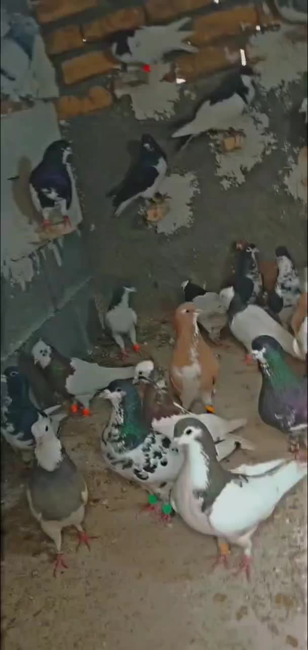 کبوتر|پرنده|جره و بالاده, |دیوار