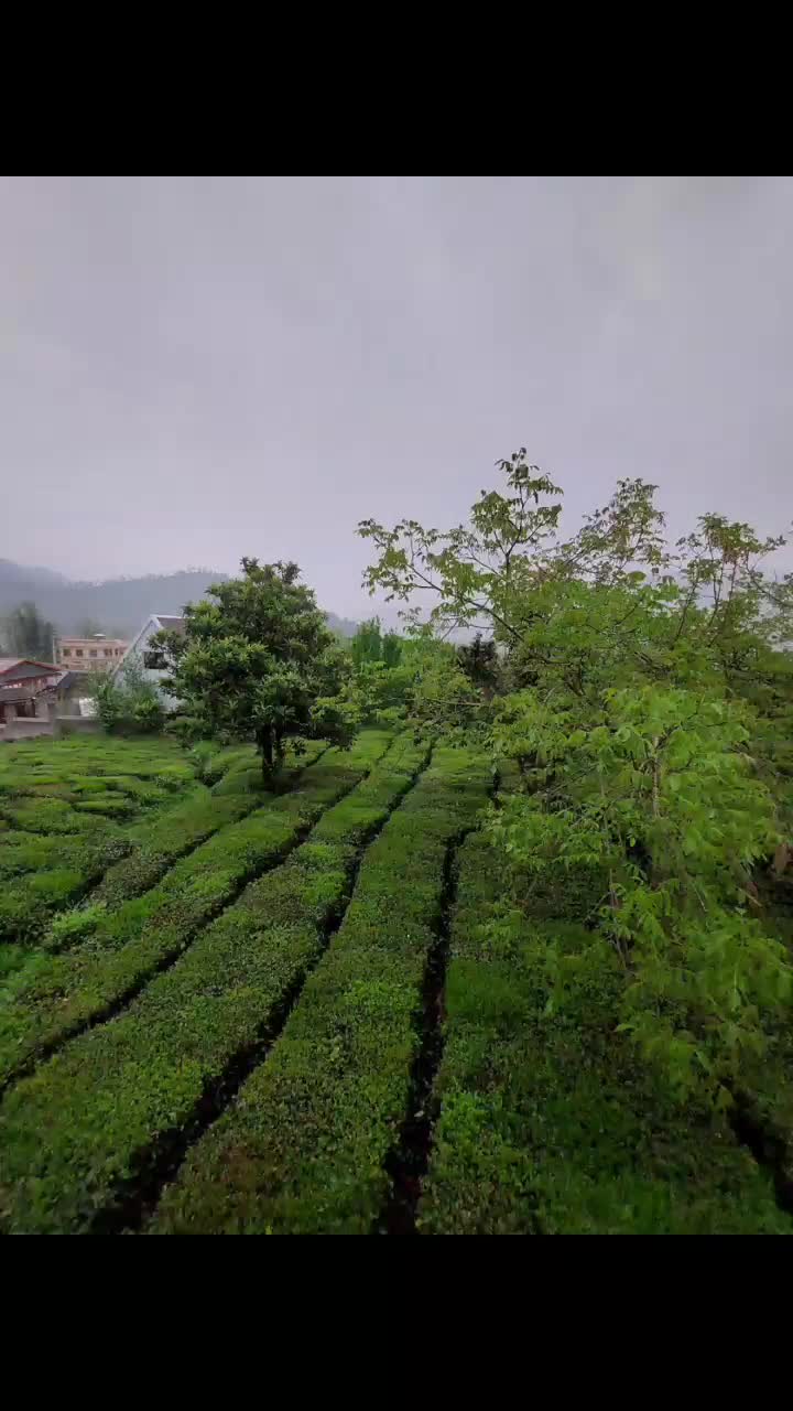 اجاره روزانه،ماهانه،پاییز و زمستان، قلعه رودخان|اجارهٔ کوتاه‌مدت ویلا و باغ|فومن, |دیوار