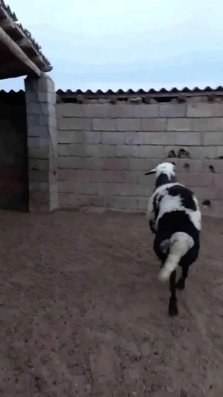 قوچ خال سیاه پوست گاوی|حیوانات مزرعه|کلاله, |دیوار