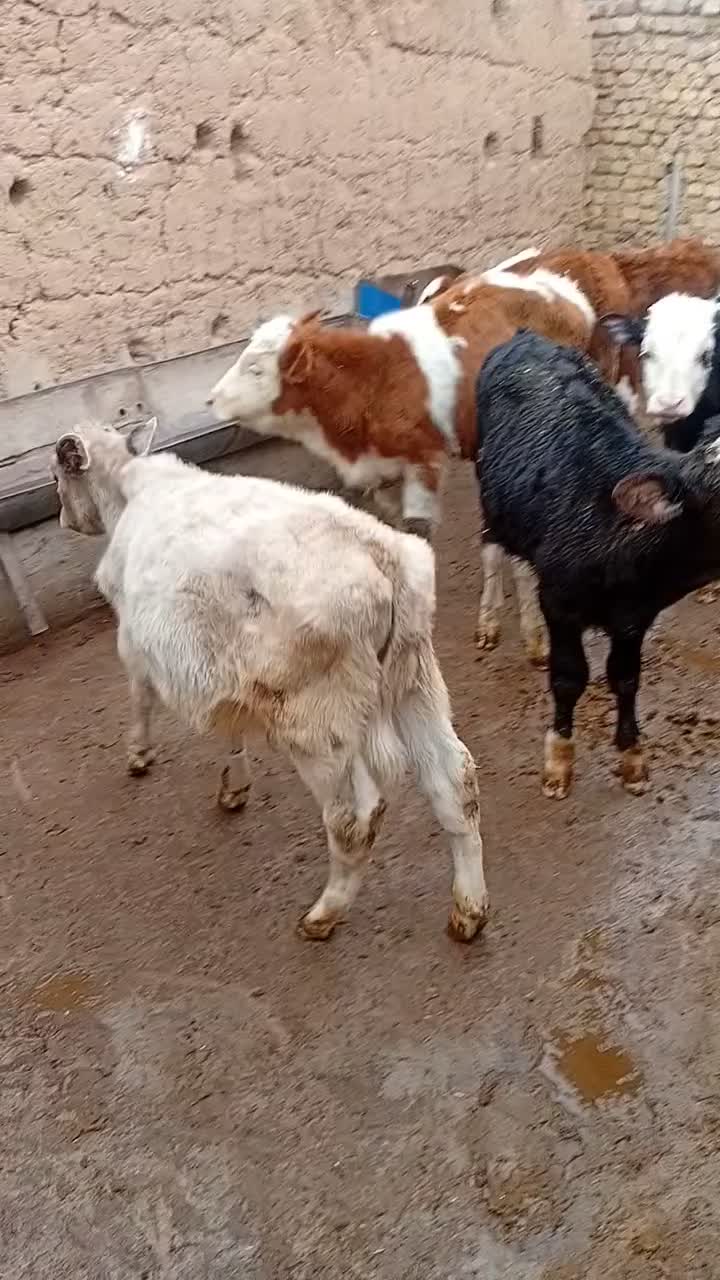 گوساله سیمنتال های لوکس|حیوانات مزرعه|رامند, |دیوار