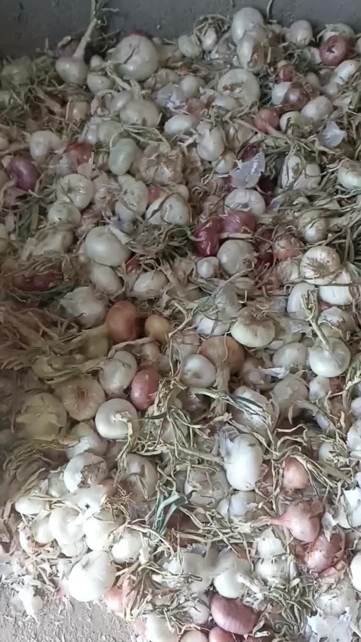 پیاز خوردنی|خوردنی و آشامیدنی|قائن, |دیوار