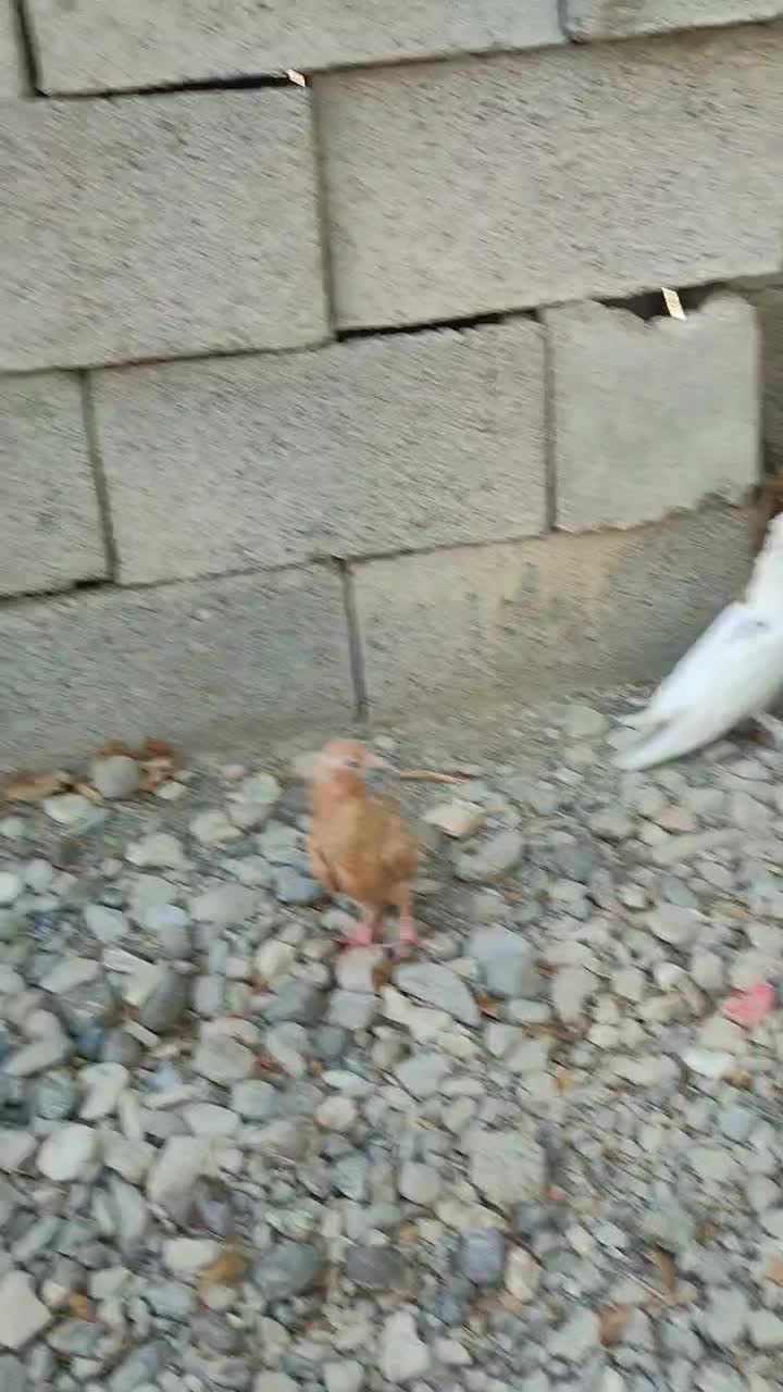 جوجه درجای زرد|پرنده|میناب, |دیوار