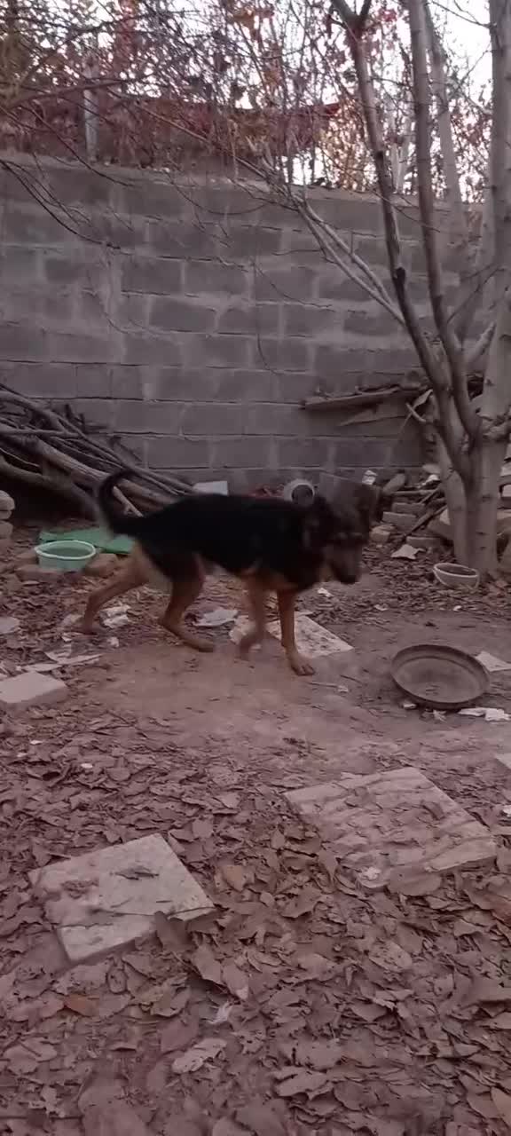 نروماده گ|سگ|کرمانشاه, |دیوار