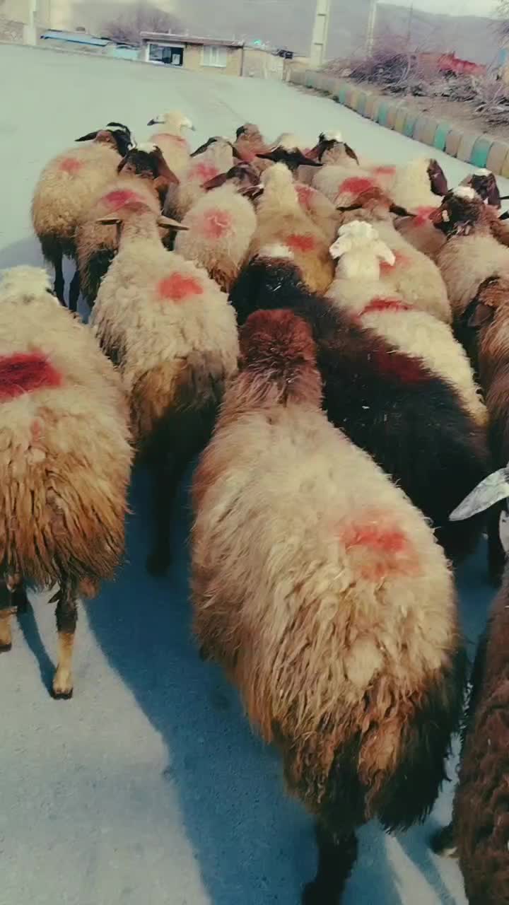 گوسفند|حیوانات مزرعه|سنندج, |دیوار