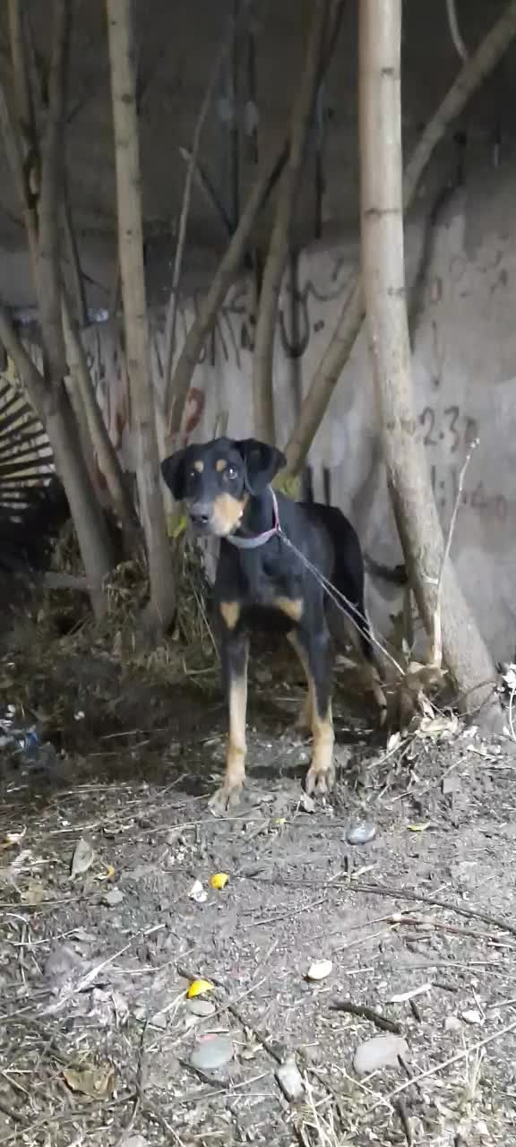 سگ گمشده دوبرمن ۶سالشه محدوده بختیار گم شده|حیوانات|تنکمان, |دیوار