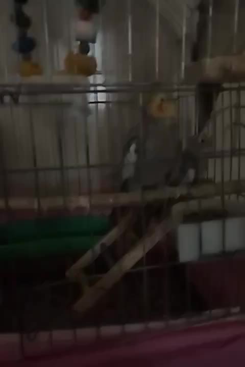 عروس هلندی|پرنده|تاکستان, |دیوار