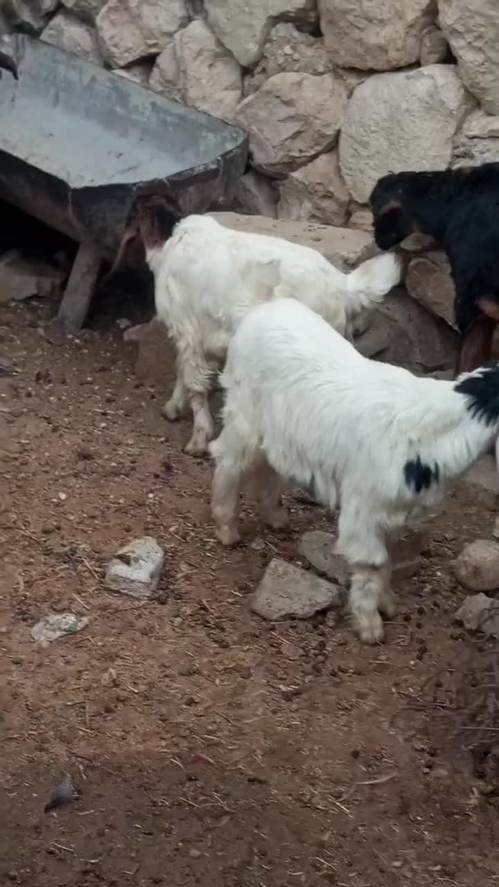 بز کهردار در جم|حیوانات مزرعه|جم, |دیوار