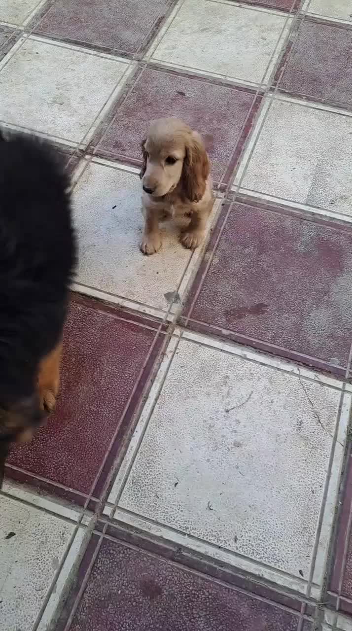 توله کوکر اسپانیل وارداتی گلد با قیمت اسنثنایی|سگ|چهارباغ, |دیوار