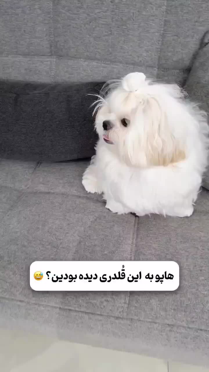 سگ عروسکی|سگ|اصفهان, باغ فدک|دیوار