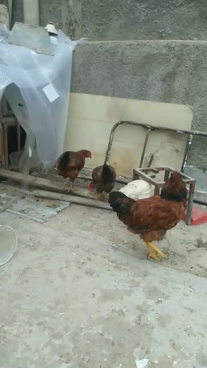 خروس و مرغ|پرنده|قم, انسجام|دیوار