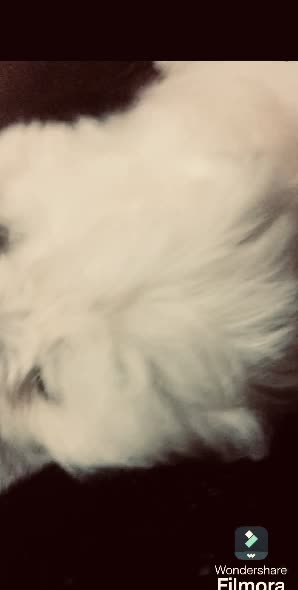 سگ گم شده|حیوانات|اندیشه, اندیشه فاز ۱|دیوار