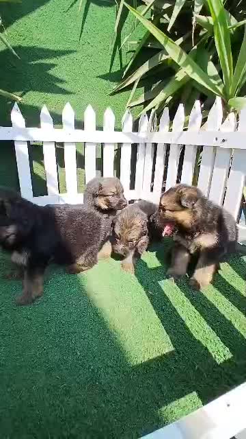 ژرمن شپرد شولاین|سگ|رشت, گلسار|دیوار