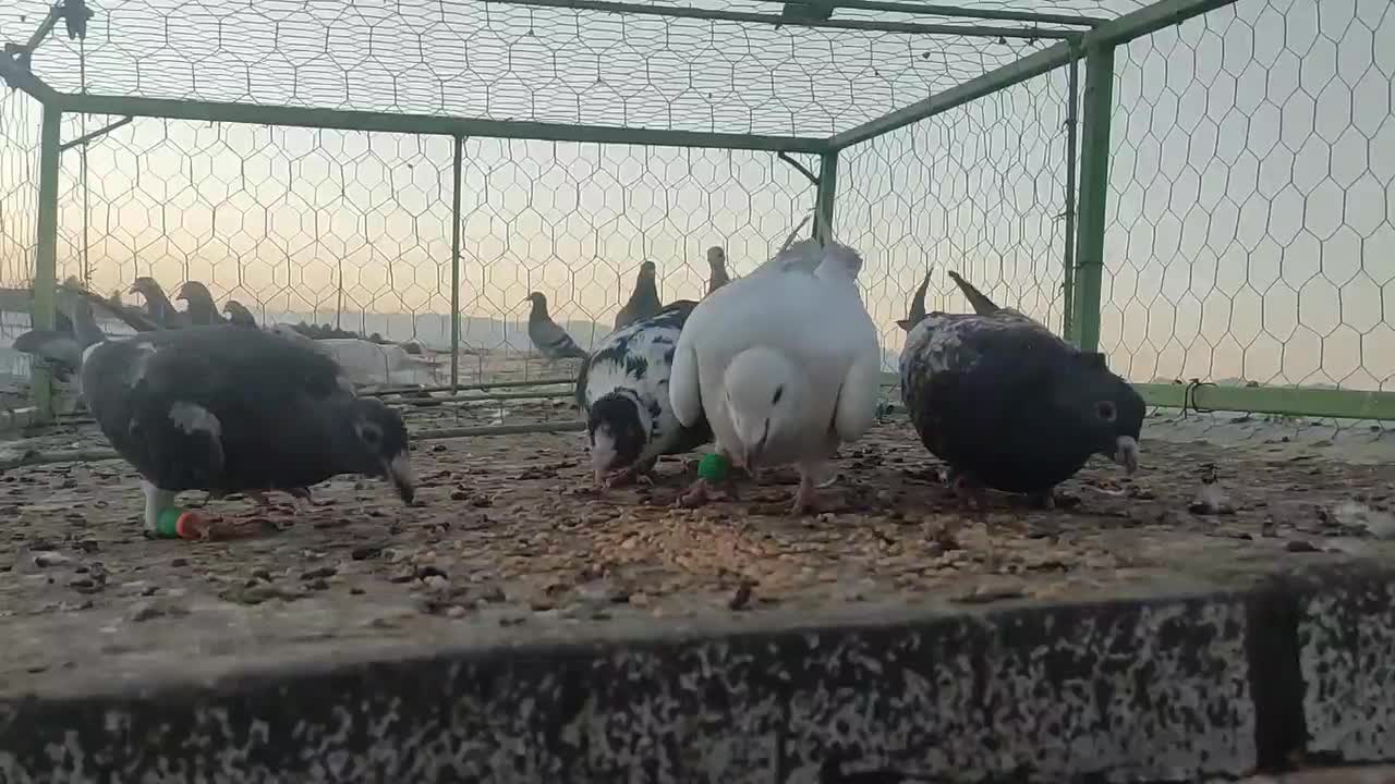 کفتر|پرنده|تربت‌حیدریه, باغ سلطانی|دیوار