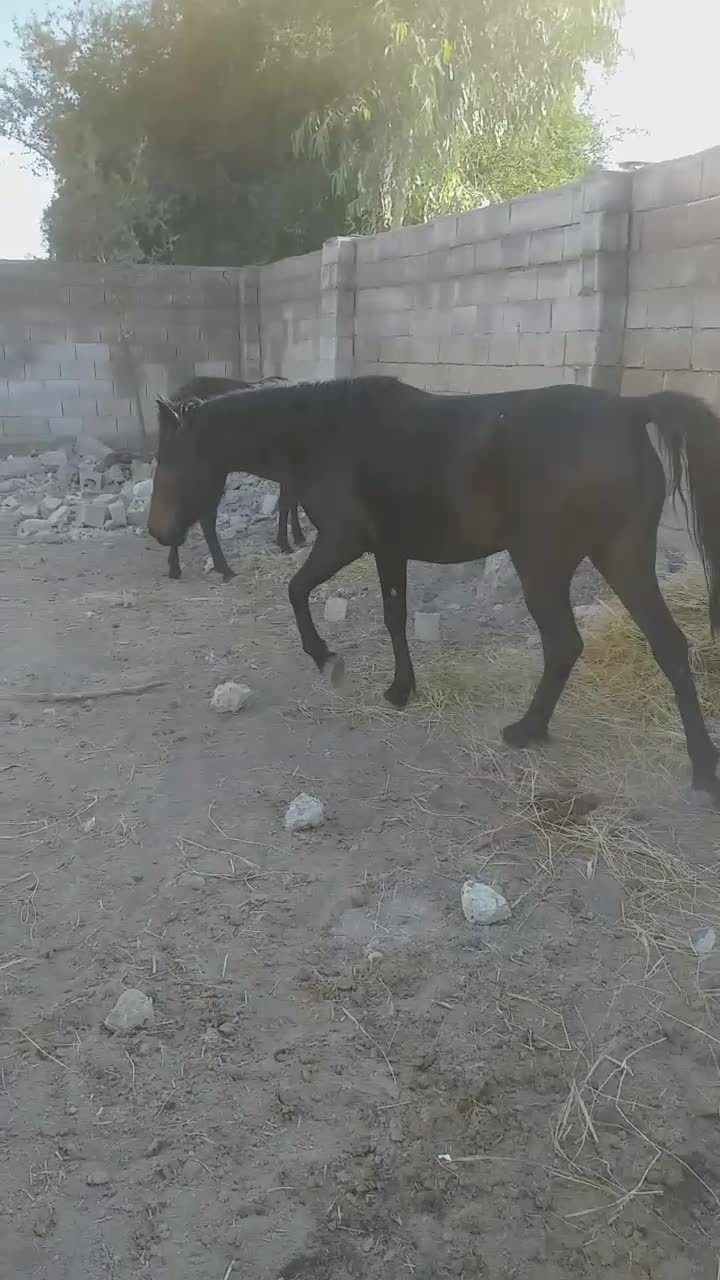 اسب|اسب و تجهیزات اسب‌سواری|جره و بالاده, |دیوار