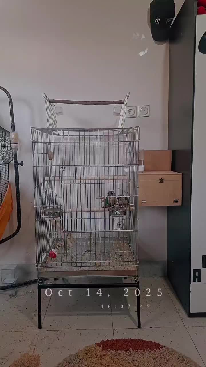 جفت گرینچیک یلوساید رد مولد|پرنده|اصفهان, میرعماد|دیوار