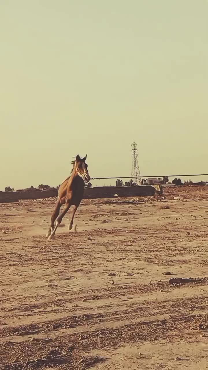 کره نریون جوان شجره دار|اسب و تجهیزات اسبسواری|قم, بوستان جوان|دیوار