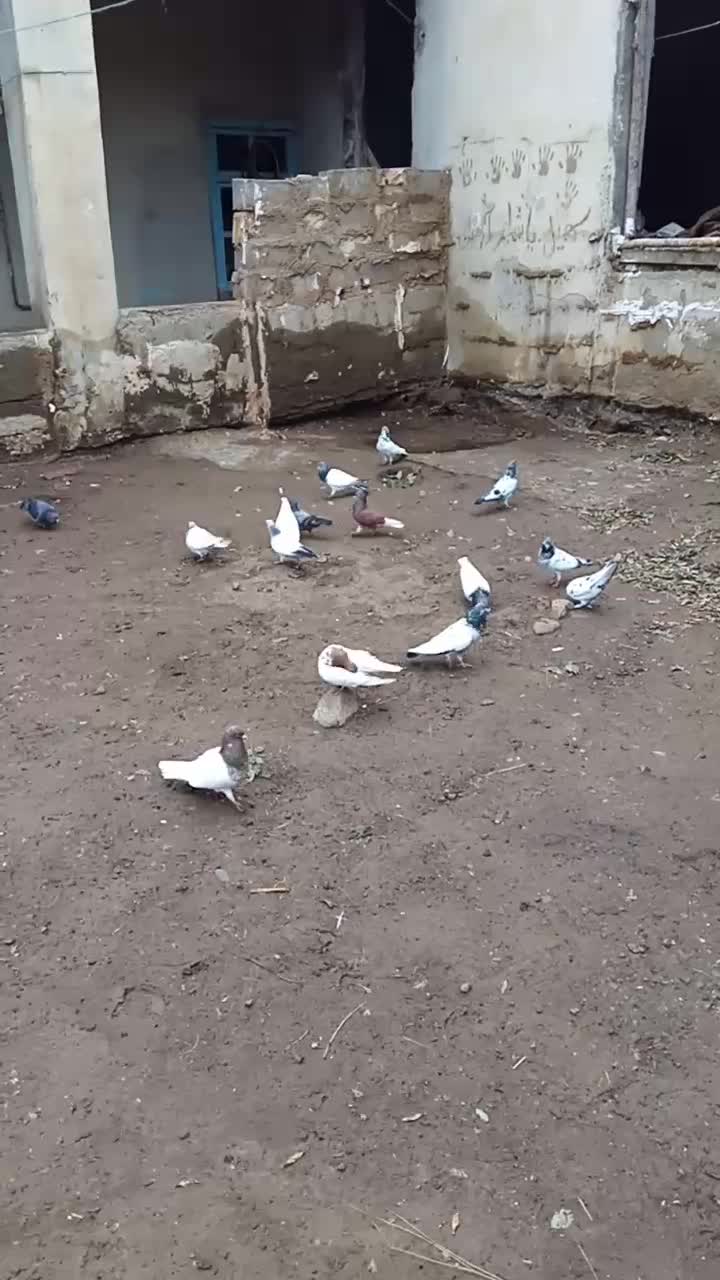 ۶۰ عدد کبوتر تیدی باش سپه وباش ساری درهم|پرنده|انگوت, |دیوار