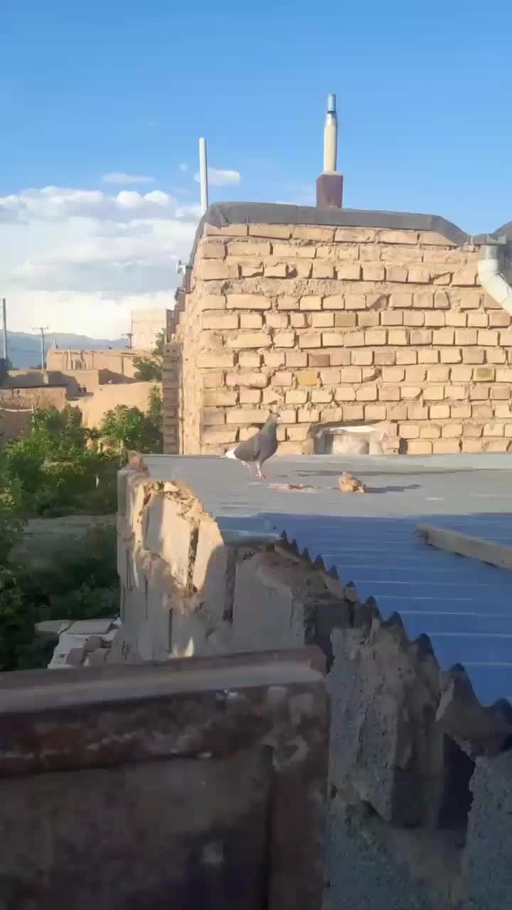 کبوتر|پرنده|نیشابور, گنبد سبز|دیوار