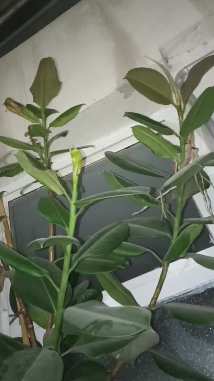 کلاس فیکوس|گل و گیاه طبیعی|بومهن, |دیوار