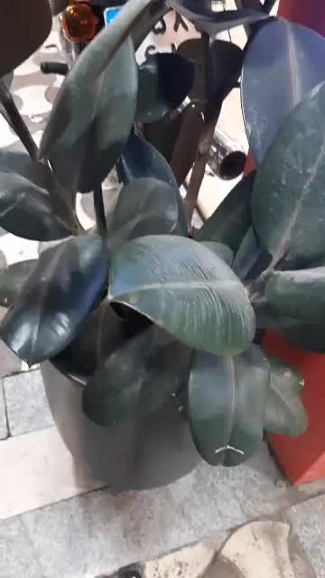 موتور هوندا ۲۵۰ مدارک دار|موتورسیکلت|رشت, جانبازان|دیوار