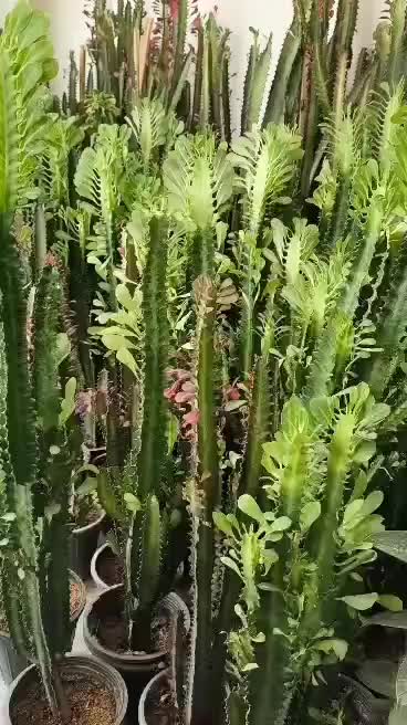کاکتوس افوربیا سبز و قرمز در بندرعباس|گل و گیاه طبیعی|بندرعباس, |دیوار