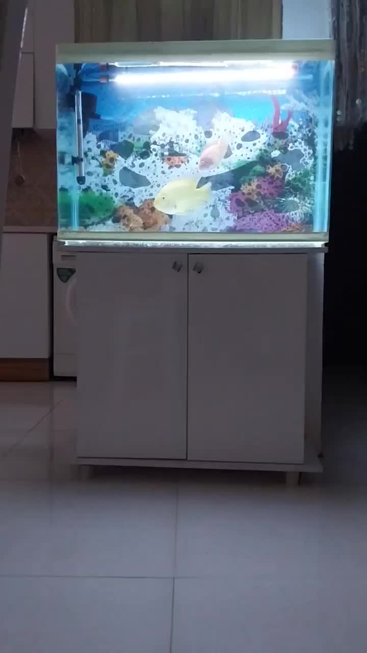 آکواریوم|ماهی|قدس, شهرقدس|دیوار