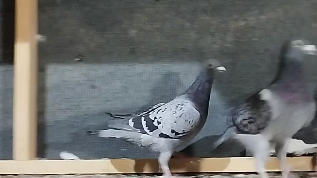 7تا پلاکی و دورگ|پرنده|یزد, |دیوار