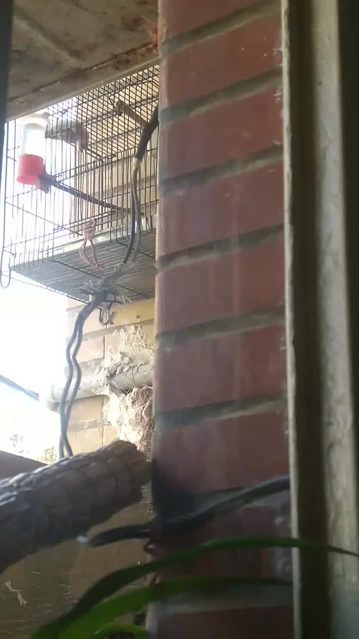 سهره نر جوجه قفس بخون|پرنده|فردیس, سپید دشت|دیوار