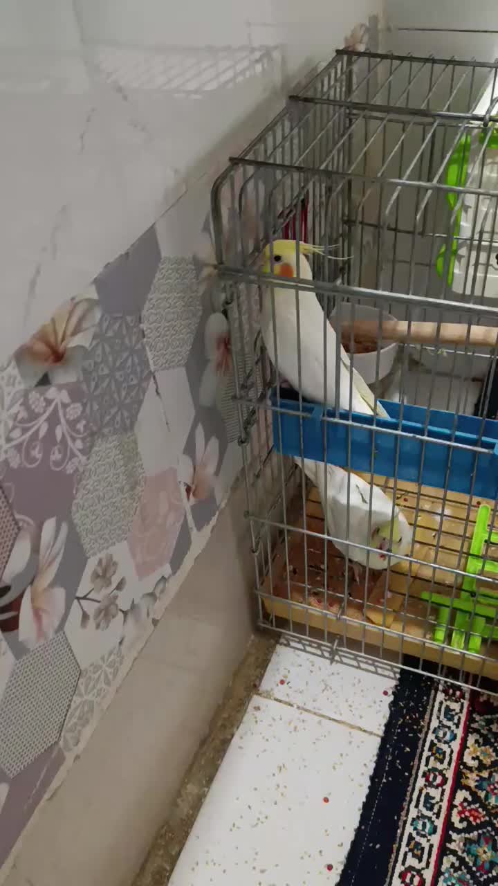 یک جفت عروس هلندی لوتینو|پرنده|محمدشهر, کوی بهار|دیوار