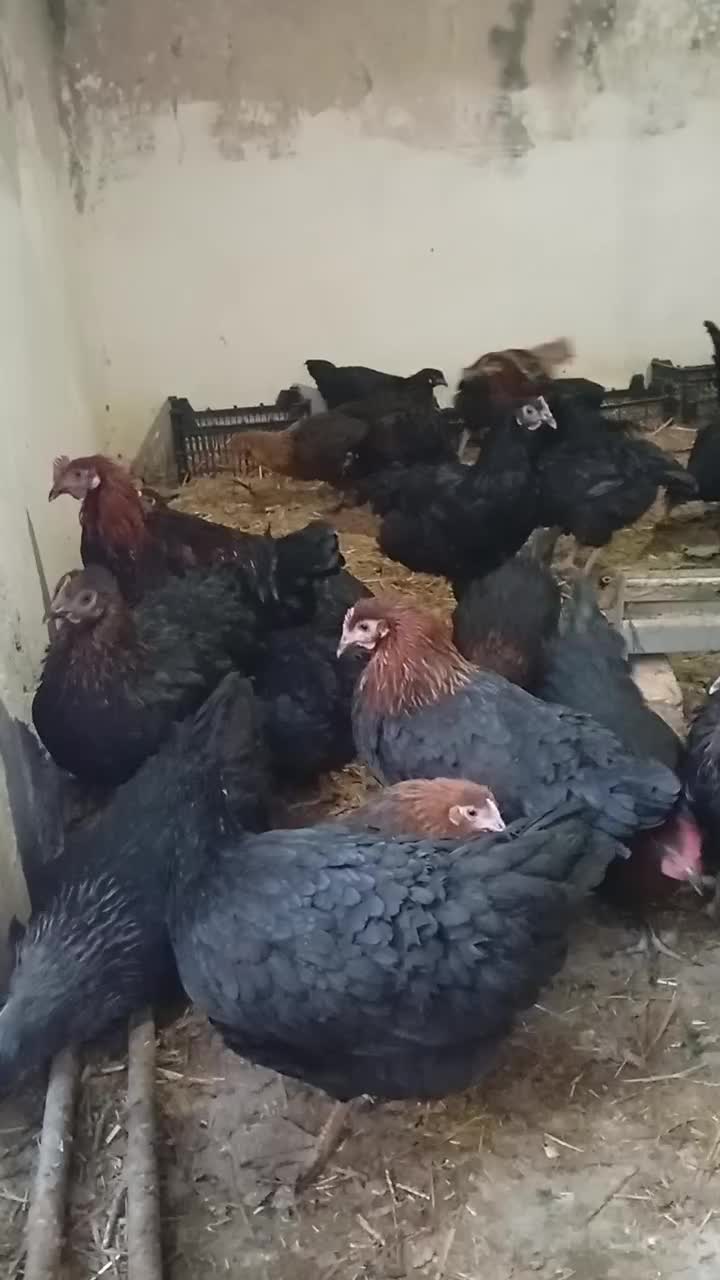 مرغ رسمی|حیوانات مزرعه|جعفرآباد, |دیوار