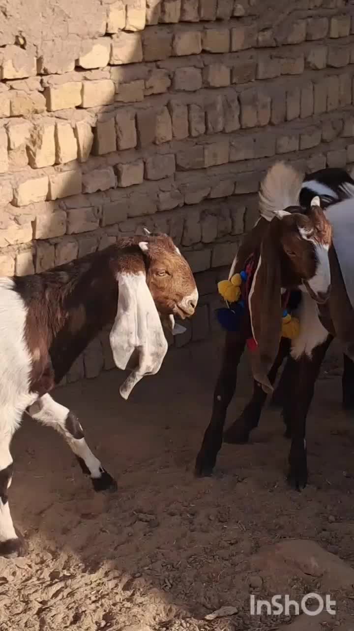 3راس بزغاله ماده گوش بلند|حیوانات مزرعه|ملکآباد, |دیوار