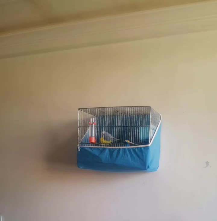 مرغ عشق|پرنده|نورآباد, |دیوار