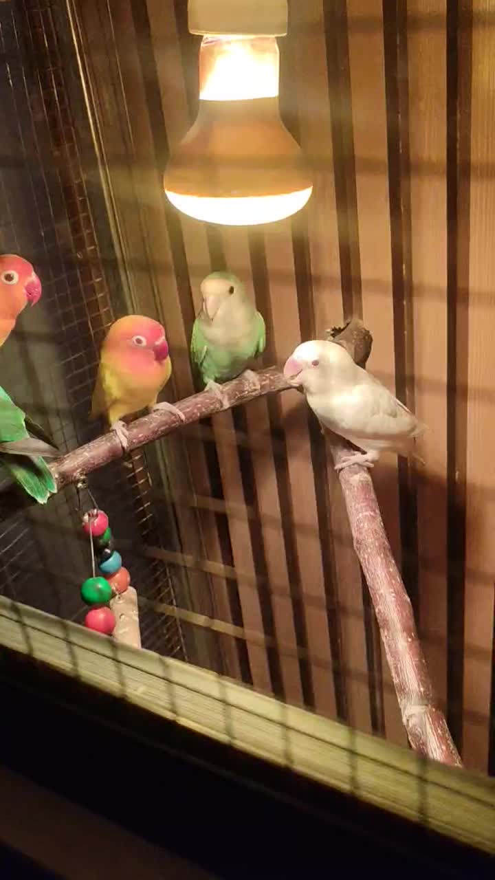 طوطی برزیلی|پرنده|شوش, |دیوار