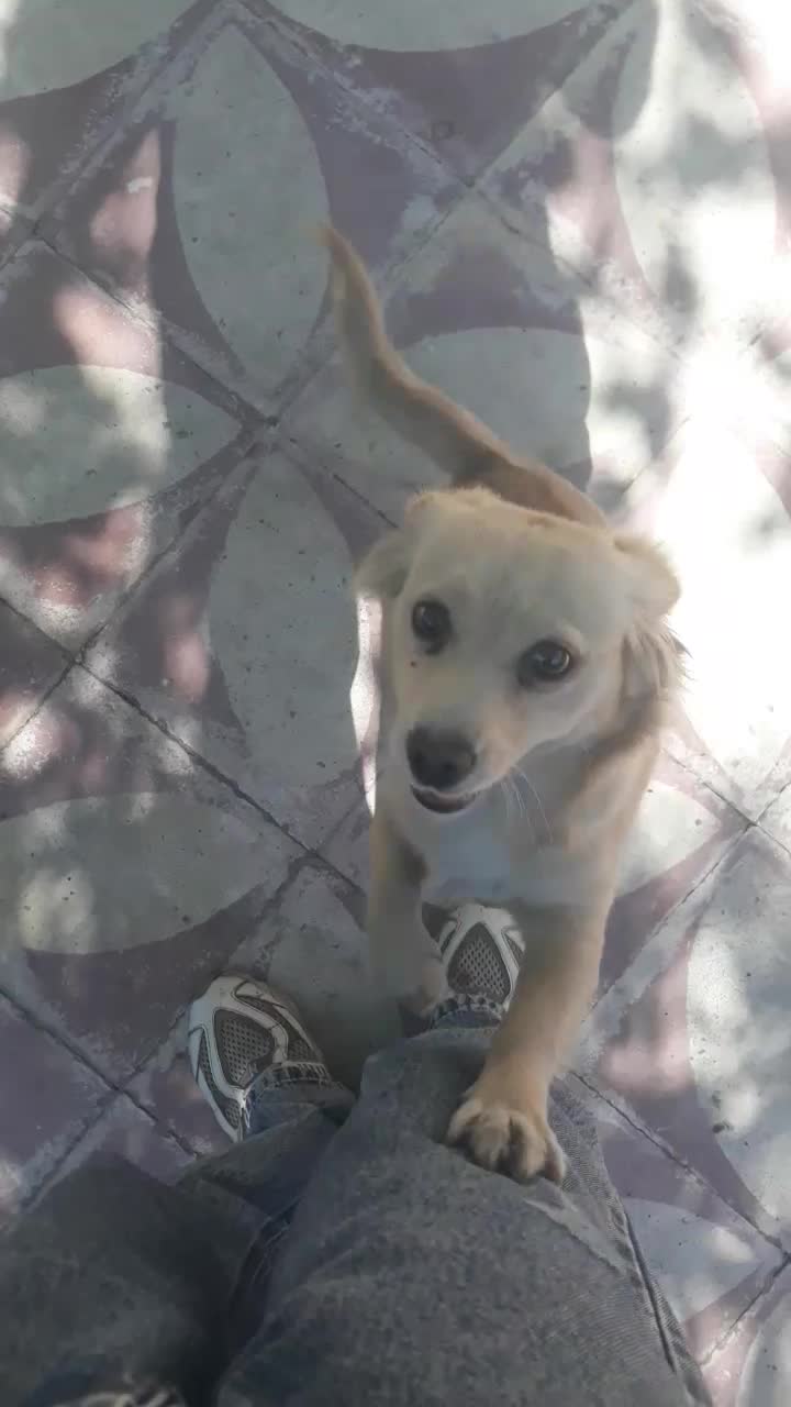 پامر روباهی|سگ|شیراز, کوشک میدان|دیوار