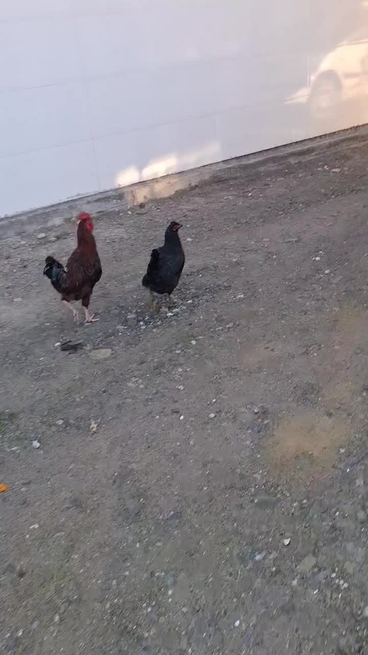 خروس محلی جوان|حیوانات مزرعه|بندر ترکمن, |دیوار