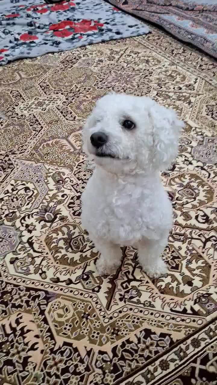 سگ پودل|سگ|بافق, |دیوار