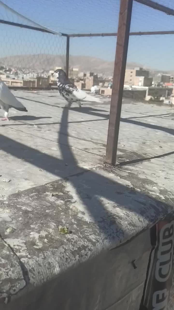 یال گلدار|پرنده|شیراز, کوشک میدان|دیوار