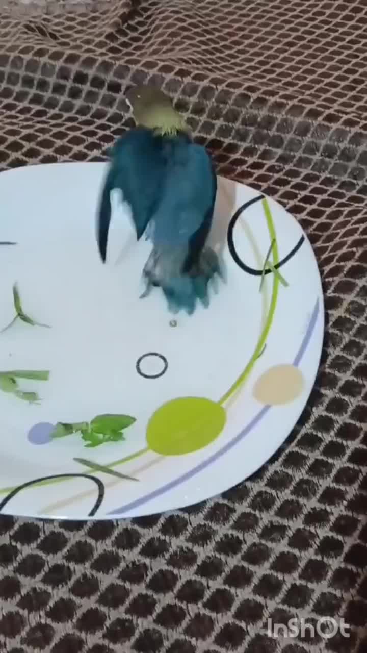 گمشده در محدوده  بلوار فضل|پرنده|نیشابور, شهرک ولیعصر|دیوار