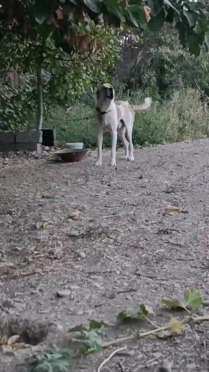 سگ نر گله گی|سگ|مشهد, آزادشهر|دیوار