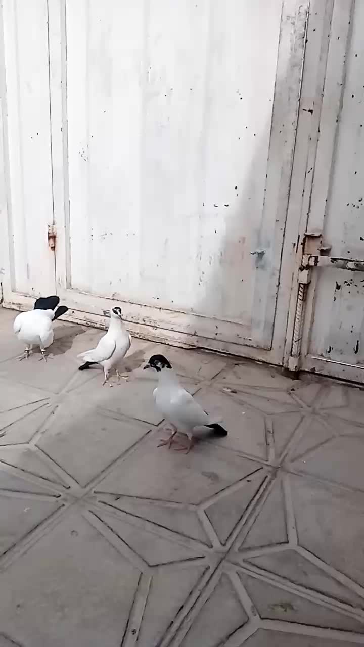 پرنده کبوتر|پرنده|کرمان, |دیوار