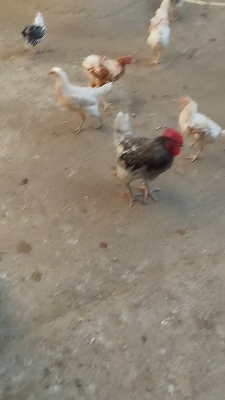 تخم مرغ محلی خوراکی ونطفدار|حیوانات مزرعه|مریوان, |دیوار