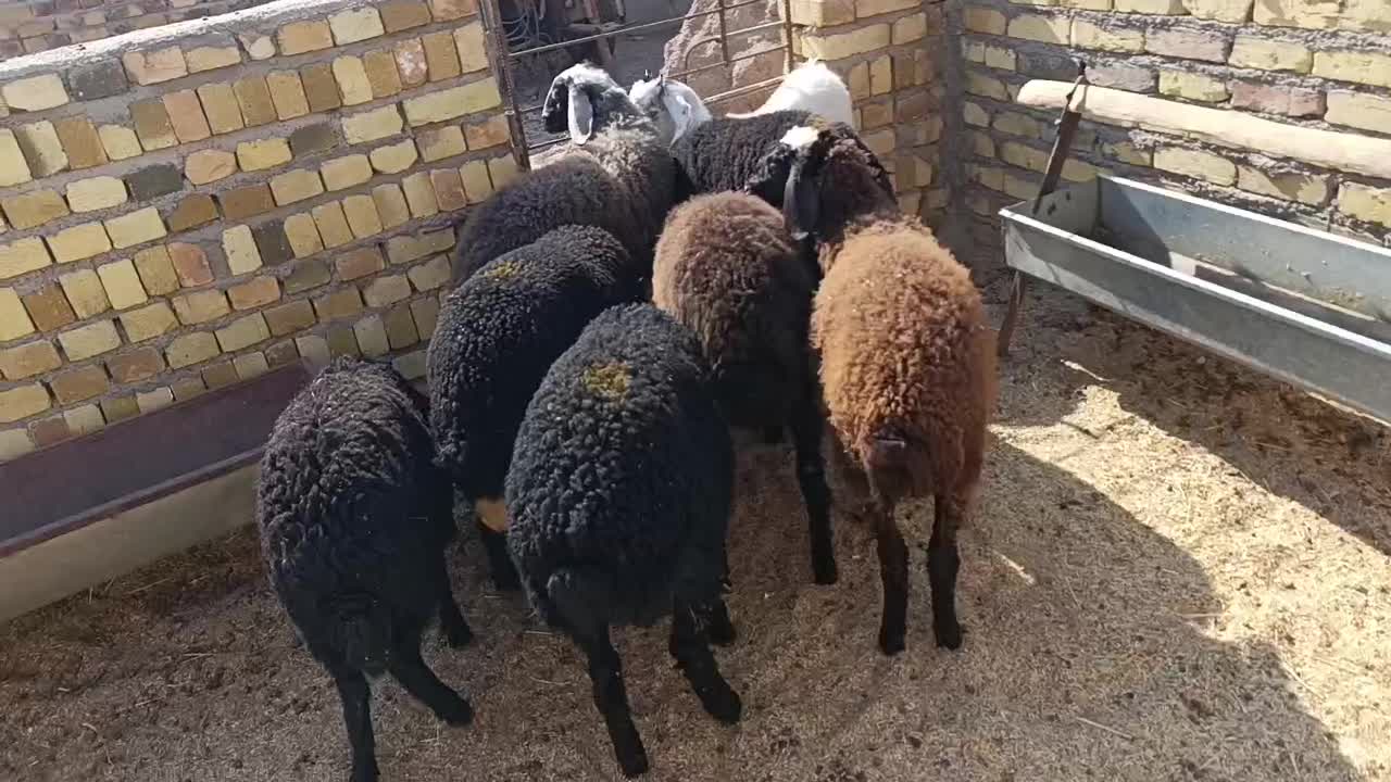 7راس بره شیرمست راهی|حیوانات مزرعه|قزوین, |دیوار
