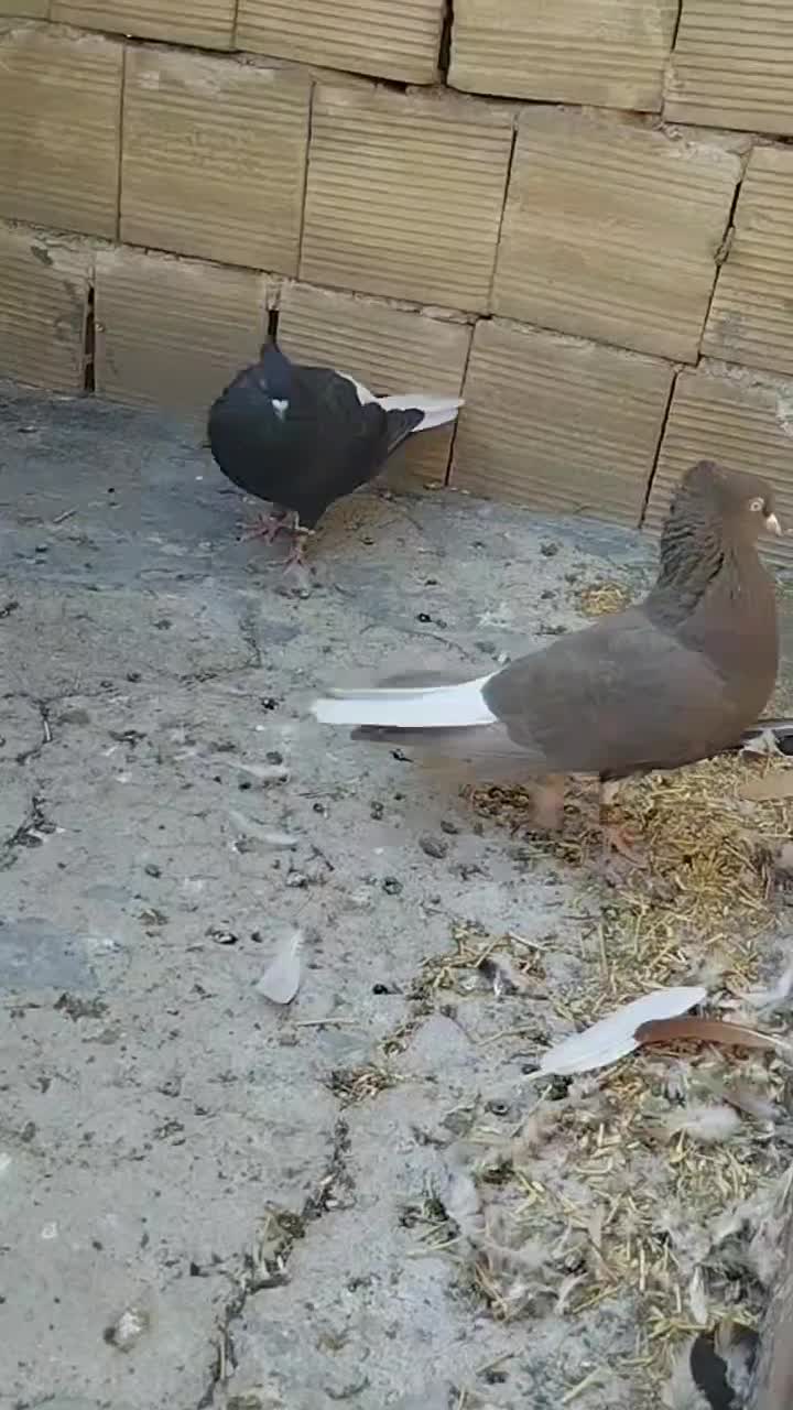 دم سفید|پرنده|محمدیه-قزوین, |دیوار