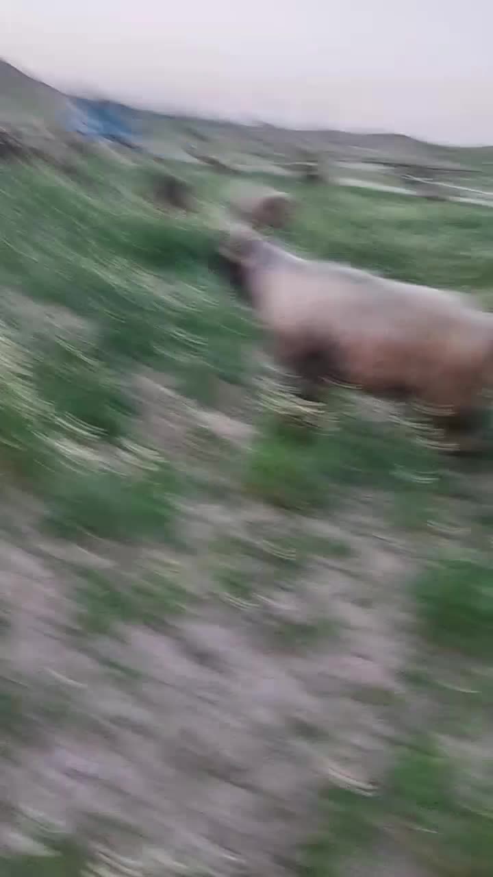 نرمیش(قوچ)|حیوانات مزرعه|مسجد سلیمان, |دیوار