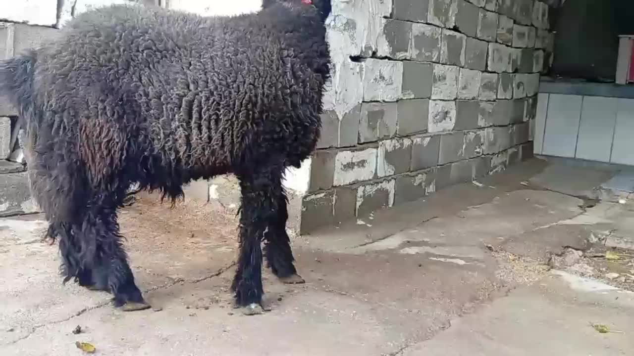بره داشتی درجه یک|حیوانات مزرعه|مسجد سلیمان, |دیوار
