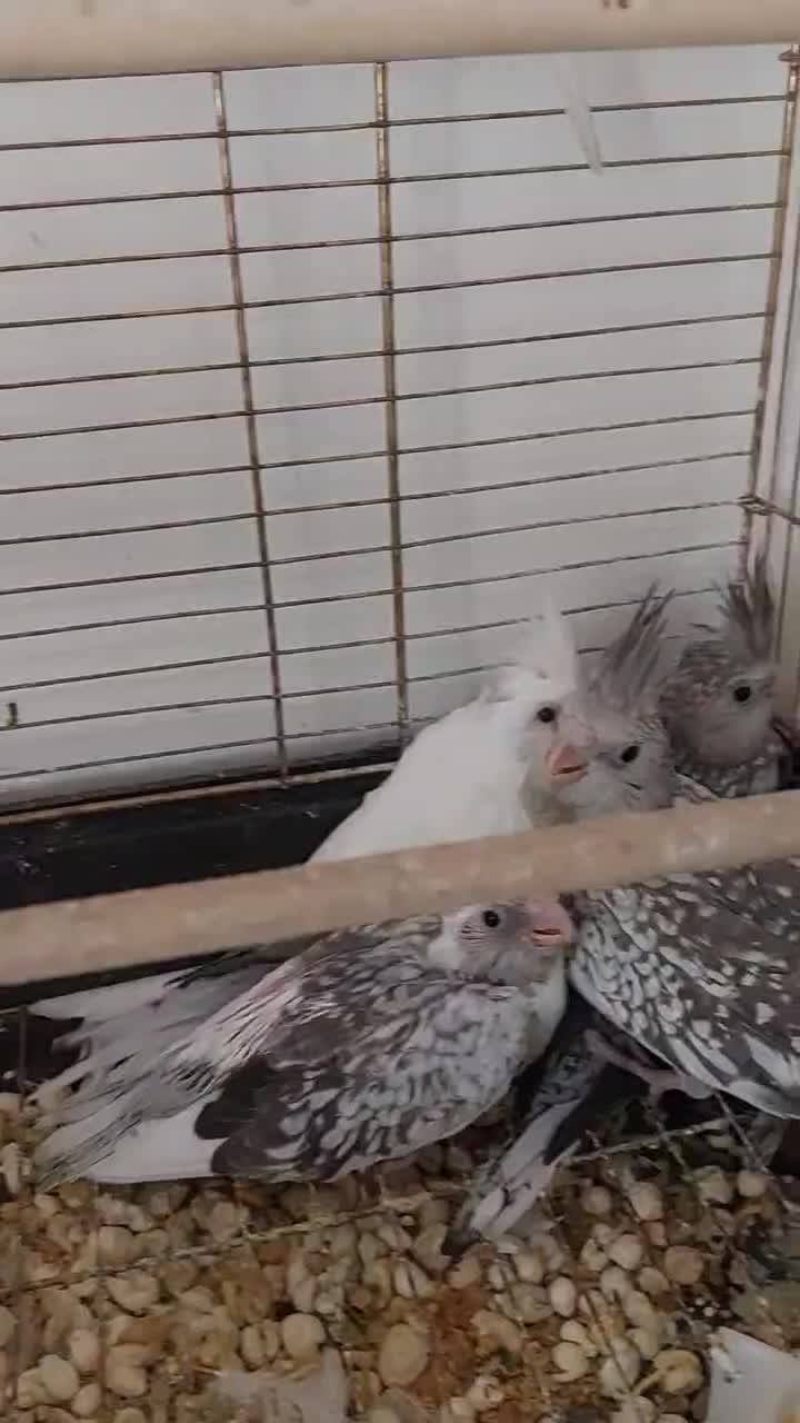 خانواده عروس هلندی|پرنده|اهر, |دیوار