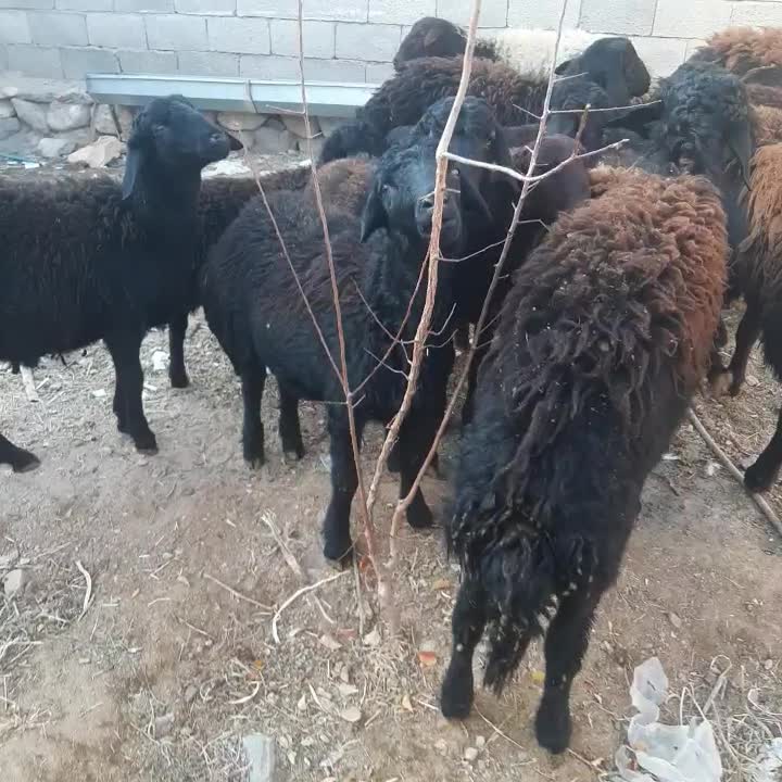 بره نر|حیوانات مزرعه|ماهنشان, |دیوار