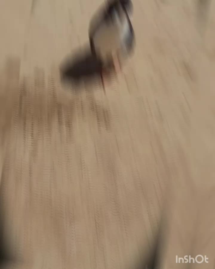 ۷عدد سده فروشی|پرنده|هلالی, |دیوار