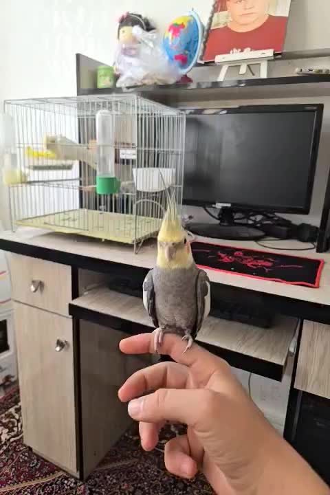 عروس نروماده دستی|پرنده|گرمی, |دیوار