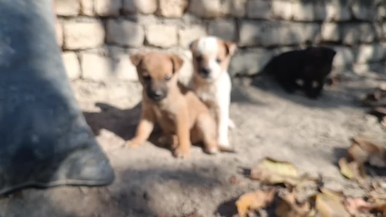 پاپی کوچولوهای چشم آبی|سگ|چناران, |دیوار